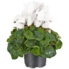 Gartenkrone Alpenveilchen, Cyclamen Persicum, Blütenfarbe: Weiß 1 Gartenkrone Alpenveilchen, Cyclamen Persicum, Blütenfarbe: Weiß -Wohnen Wohndeko Verkäufe unnamed file 3606