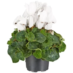Gartenkrone Alpenveilchen, Cyclamen Persicum, Blütenfarbe: Weiß