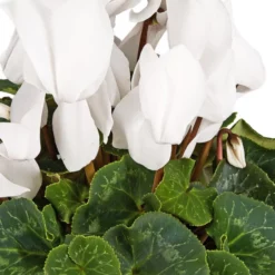 Gartenkrone Alpenveilchen, Cyclamen Persicum, Blütenfarbe: Weiß -Wohnen Wohndeko Verkäufe unnamed file 3608