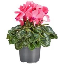 Gartenkrone Alpenveilchen, Cyclamen Persicum »rosa«, Blütenfarbe: Rosa