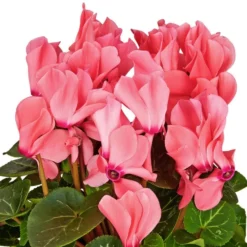 Gartenkrone Alpenveilchen, Cyclamen Persicum »rosa«, Blütenfarbe: Rosa -Wohnen Wohndeko Verkäufe unnamed file 3611