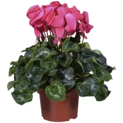 Gartenkrone Alpenveilchen, Cyclamen Persicum »rosa«, Blütenfarbe: Rosa -Wohnen Wohndeko Verkäufe unnamed file 3612