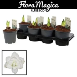 Gartenkrone Ritterstern, Amaryllis Hybriden »Mix«, Blütenfarbe: Weiß