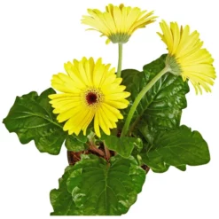 Gartenkrone Gerbera, Gerbera Hybriden, Blütenfarbe: Gelb -Wohnen Wohndeko Verkäufe unnamed file 3615