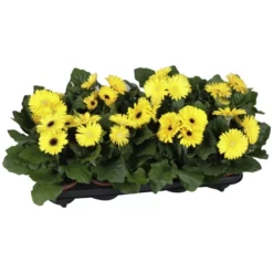 Gartenkrone Gerbera, Gerbera Hybriden, Blütenfarbe: Gelb -Wohnen Wohndeko Verkäufe unnamed file 3616