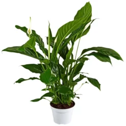 Gartenkrone Einblatt, Spathiphyllum Wallisii, Blütenfarbe: Weiß