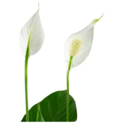 Gartenkrone Einblatt, Spathiphyllum Wallisii, Blütenfarbe: Weiß -Wohnen Wohndeko Verkäufe unnamed file 3622