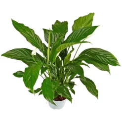 Gartenkrone Einblatt, Spathiphyllum Wallisii, Blütenfarbe: Weiß -Wohnen Wohndeko Verkäufe unnamed file 3623