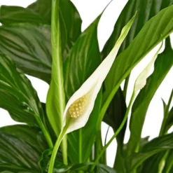 Gartenkrone Einblatt, Spathiphyllum Wallisii, Blütenfarbe: Weiß -Wohnen Wohndeko Verkäufe unnamed file 3624