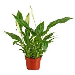 Gartenkrone Einblatt, Spathiphyllum Wallisii, Blütenfarbe: Weiß