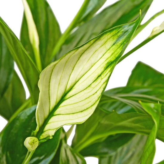 Gartenkrone Einblatt, Spathiphyllum Wallisii, Blütenfarbe: Weiß 5 Gartenkrone Einblatt, Spathiphyllum Wallisii, Blütenfarbe: Weiß – Bild 3