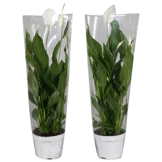 Gartenkrone Einblatt, Spathiphyllum Wallisii, Blütenfarbe: Weiß 6 Gartenkrone Einblatt, Spathiphyllum Wallisii, Blütenfarbe: Weiß – Bild 4