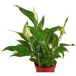Gartenkrone Einblatt, Spathiphyllum Wallisii, Blütenfarbe: Weiß 13 Gartenkrone Einblatt, Spathiphyllum Wallisii, Blütenfarbe: Weiß -Wohnen Wohndeko Verkäufe unnamed file 3630