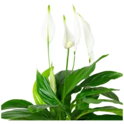 Gartenkrone Einblatt, Spathiphyllum Wallisii, Blütenfarbe: Weiß 14 Gartenkrone Einblatt, Spathiphyllum Wallisii, Blütenfarbe: Weiß -Wohnen Wohndeko Verkäufe unnamed file 3631