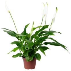 Gartenkrone Einblatt, Spathiphyllum Wallisii, Blütenfarbe: Weiß 15 Gartenkrone Einblatt, Spathiphyllum Wallisii, Blütenfarbe: Weiß -Wohnen Wohndeko Verkäufe unnamed file 3632