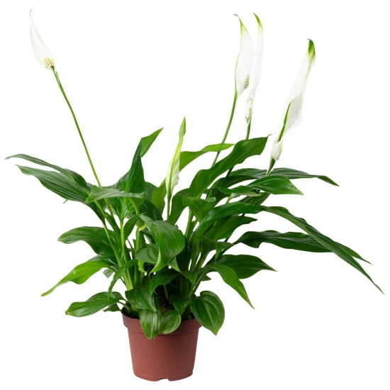 Gartenkrone Einblatt, Spathiphyllum Wallisii, Blütenfarbe: Weiß 9 Gartenkrone Einblatt, Spathiphyllum Wallisii, Blütenfarbe: Weiß – Bild 7