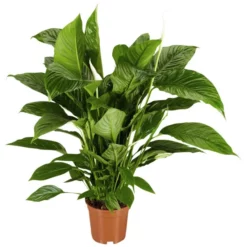 Gartenkrone Einblatt, Spathiphyllum Wallisii, Blütenfarbe: Weiß