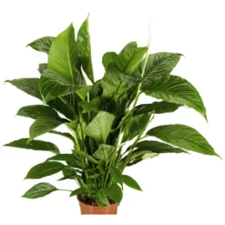 Gartenkrone Einblatt, Spathiphyllum Wallisii, Blütenfarbe: Weiß -Wohnen Wohndeko Verkäufe unnamed file 3635