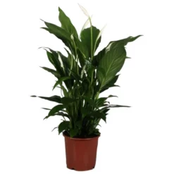 Gartenkrone Einblatt, Spathiphyllum Wallisii, Blütenfarbe: Weiß -Wohnen Wohndeko Verkäufe unnamed file 3636