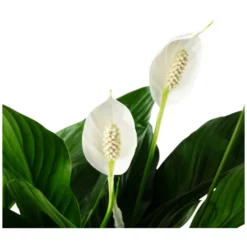 Gartenkrone Einblatt, Spathiphyllum Wallisii, Blütenfarbe: Weiß -Wohnen Wohndeko Verkäufe unnamed file 3637