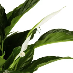 Gartenkrone Einblatt, Spathiphyllum Wallisii, Blütenfarbe: Weiß -Wohnen Wohndeko Verkäufe unnamed file 3638