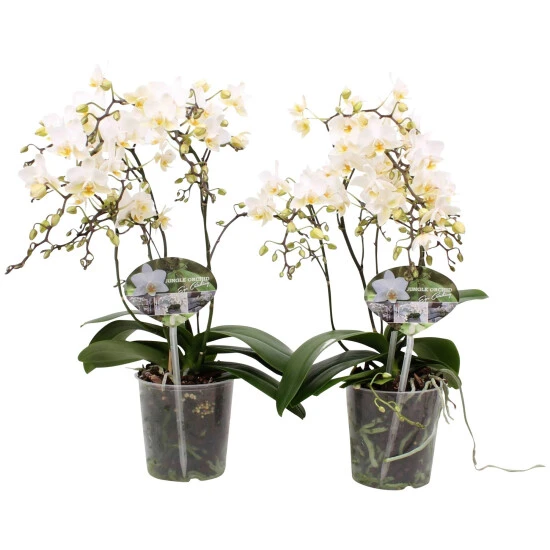 Schmetterlingsorchidee, Phalaenopsis Hybriden »Wild«, Blüte: Weiß 3 Schmetterlingsorchidee, Phalaenopsis Hybriden »Wild«, Blüte: Weiß