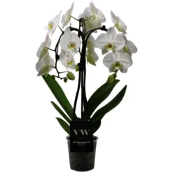 Schmetterlingsorchidee, Phalaenopsis Hybriden, Blüte: Weiß