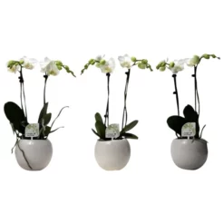 Kleinblumige Schmetterlingsorchidee, Phalaenopsis Multiflora »Kolibri«, Blüte: Weiß