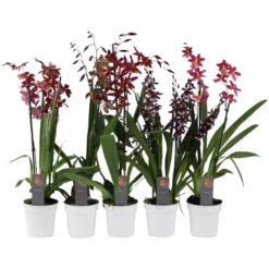 Orchideen Botanik Mix, Orchideen In Sorten »Botanik-Mix«, Blüte: Rosa