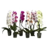 Schmetterlingsorchidee, Phalaenopsis Hybriden, Blüte: Gemischt