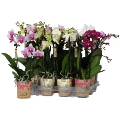 Schmetterlingsorchidee, Phalaenopsis , Blüte: Gemischt