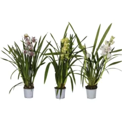Cymbidium-Orchidee, Cymbidum , Blüte: Mehrfarbig