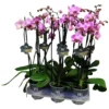 Schmetterlingsorchidee, Phalaenopsis Hybriden, Blüte: Rosa -Wohnen Wohndeko Verkäufe unnamed file 3686