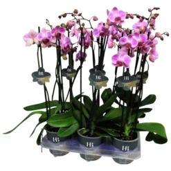 Schmetterlingsorchidee, Phalaenopsis Hybriden, Blüte: Rosa