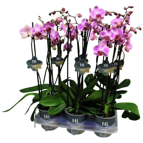 Schmetterlingsorchidee, Phalaenopsis Hybriden, Blüte: Rosa 3 Schmetterlingsorchidee, Phalaenopsis Hybriden, Blüte: Rosa
