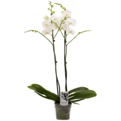Großblumige Schmetterlingsorchidee, Phalaenopsis Hybriden, Blüte: Weiß