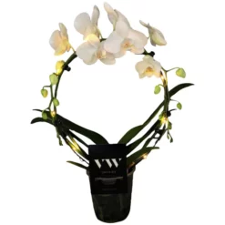 Phalaenopsis Hybriden, Phalaenopsis Hybriden »Hybriden«, Blüte: Weiß