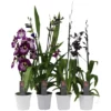 Orchideen Botanik Mix, Orchideen In Sorten, Blüte: Violett -Wohnen Wohndeko Verkäufe unnamed file 3690