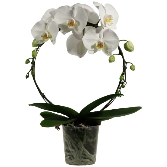Schmetterlingsorchidee, Phalaenopsis Hybriden, Blüte: Weiß 3 Schmetterlingsorchidee, Phalaenopsis Hybriden, Blüte: Weiß