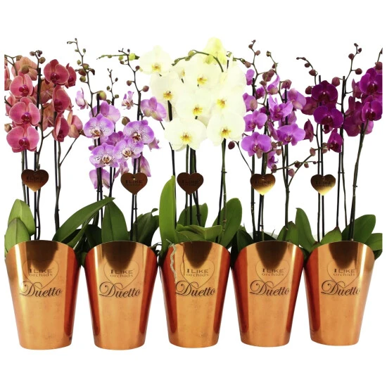 Schmetterlingsorchidee, Phalaenopsis Hybriden »Duetto«, Blüte: Zweifarbig 3 Schmetterlingsorchidee, Phalaenopsis Hybriden »Duetto«, Blüte: Zweifarbig