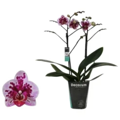 Kleinblumige Schmetterlingsorchidee, Phalaenopsis Hybriden, Blüte: Gemischt