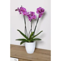 Schmetterlingsorchidee, Phalaenopsis Hybride, Blüte: Mehrfarbig
