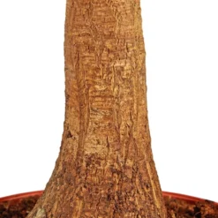 Gartenkrone Elefantenfuss, Beaucarnea Recurvata, Im Kunststoff-Kulturtopf 11 Gartenkrone Elefantenfuss, Beaucarnea Recurvata, Im Kunststoff-Kulturtopf -Wohnen Wohndeko Verkäufe unnamed file 37