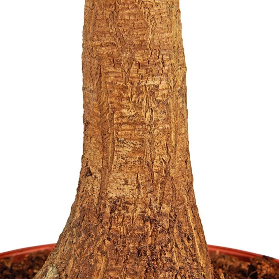 Gartenkrone Elefantenfuss, Beaucarnea Recurvata, Im Kunststoff-Kulturtopf 5 Gartenkrone Elefantenfuss, Beaucarnea Recurvata, Im Kunststoff-Kulturtopf – Bild 3