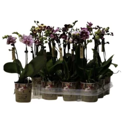 Schmetterlingsorchidee, Phalaenopsis Hybriden »Kolibri«, Blüte: Gemischt