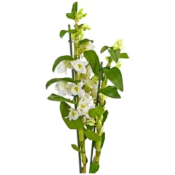 Gartenkrone Traubenorchidee, Dendrobium Nobile, Blüte: Weiß, Im Topf -Wohnen Wohndeko Verkäufe unnamed file 3706