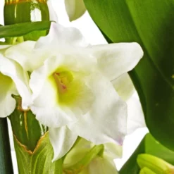 Gartenkrone Traubenorchidee, Dendrobium Nobile, Blüte: Weiß, Im Topf -Wohnen Wohndeko Verkäufe unnamed file 3707