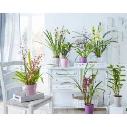 Gartenkrone Traubenorchidee, Dendrobium Nobile, Blüte: Weiß, Im Topf -Wohnen Wohndeko Verkäufe unnamed file 3708