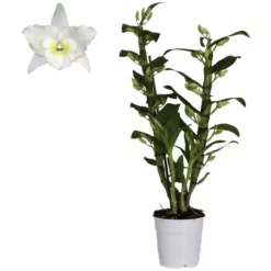 Gartenkrone Traubenorchidee, Dendrobium Nobile, Blüte: Weiß, Im Topf -Wohnen Wohndeko Verkäufe unnamed file 3709