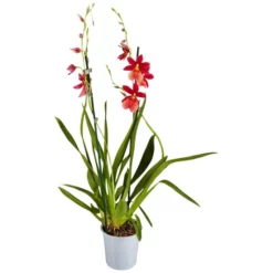 Gartenkrone Burrageara, Burrageara Hybride »Nelly Isler«, Blüte: Rot, Im Topf